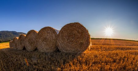 Wheat bale in a wheat field in Switzerland