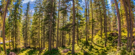 Forest abstract for backgroundの写真素材