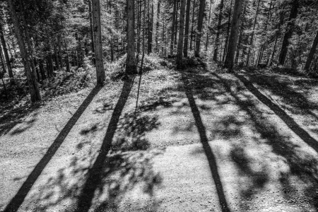 Forest abstract for backgroundの写真素材