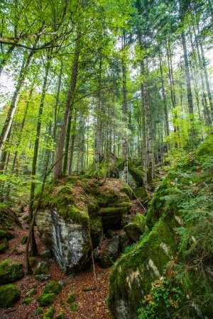 Trees at Blausee Nature Park, Switzerlandの写真素材
