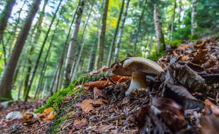 Mushroom on forest floorの写真素材