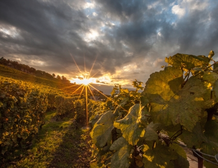 Vineyards at Lavaux, Switzerland during sunriseの写真素材