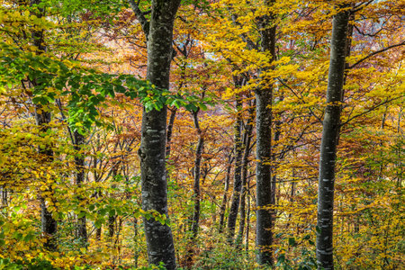 Forest autumn in Switzerlandの写真素材