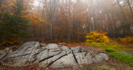 Forest autumn in Switzerlandの写真素材