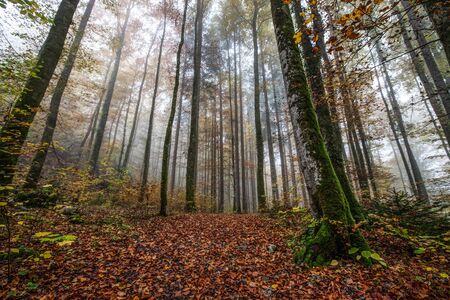 Forest autumn in Switzerlandの写真素材
