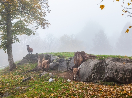 Mountain goat silhouette in a misty morningの写真素材