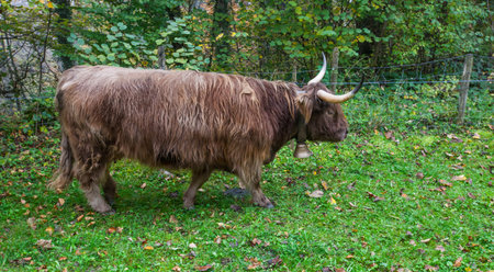 Higland Cow