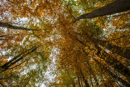 Forest  canopy autumn
