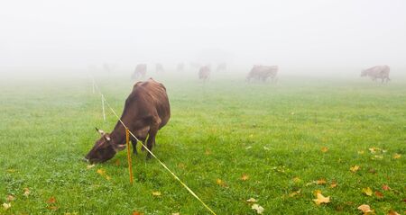 Alpine cow grazing in a misty morningの写真素材