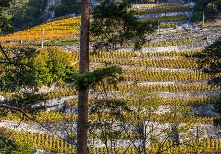 Swiss vineyard at Canton Valais, Switzerlandの写真素材