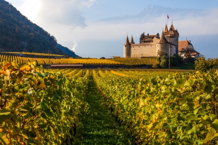 Swiss vineyard at Canton Valais, Switzerlandのeditorial素材
