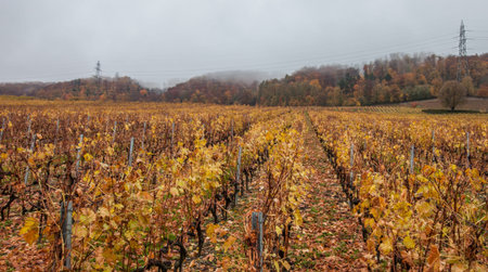 View of vineyards in autumn, Switzerland
