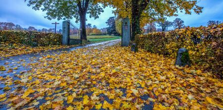 A lonely road with falling leaves in autumnのeditorial素材
