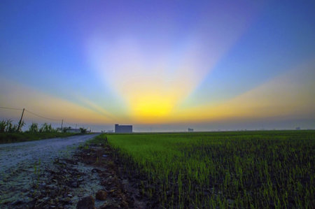 Sunset captured at a rice field in rural Malaysiaの写真素材