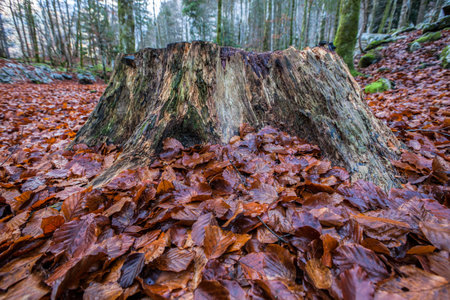 Tree Stump covered with green moss on a forest floor in autumn 