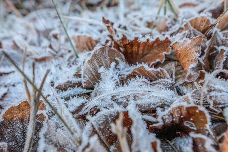 Frost on the fallen autumn leavesの写真素材