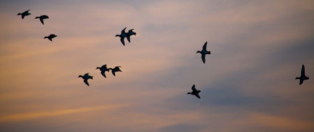 Flying birds silhouette