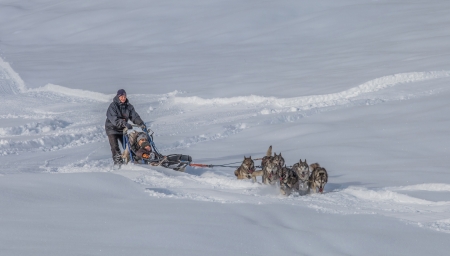 30th November 2012, La Givrine, St Cergue, Switzerland. Dog sledding at Jura Mountain, Switzerland.のeditorial素材