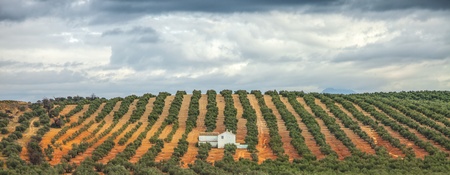 A hacienda in Andalusia, Spain surrounded by rows of treesの写真素材