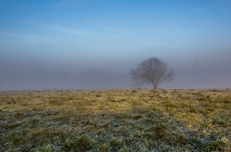 A lone tree in a foggy winter morning at a French countrysideの写真素材