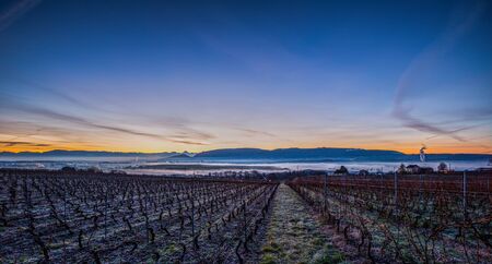 Winter sunrise at a vineyard の写真素材
