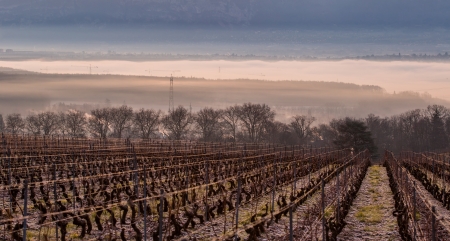 Winter view of a vineyard at dawn の写真素材