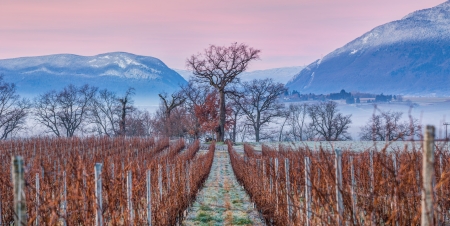 Vineyards and Jura mountain range, Switzerlandの写真素材