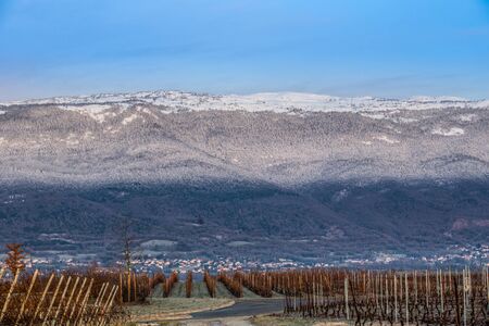 Vineyards and Jura mountain range, Switzerlandの写真素材