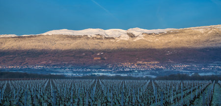 Vineyards and Jura mountain range, Switzerlandの写真素材