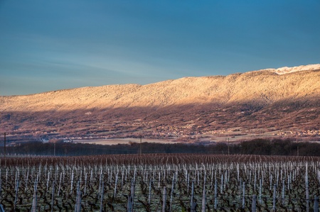 Vineyards and Jura mountain range, Switzerlandの写真素材