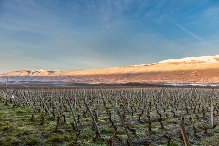 Vineyards and Jura mountain range, Switzerlandの写真素材