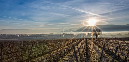 Winter sunrise at a vineyard in Satigny, Geneva, Switzerlandの写真素材