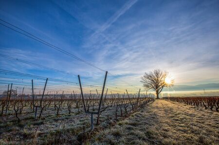 Lone tree at sunrise in a vineyardの写真素材
