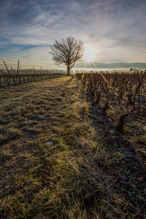Lone tree at sunrise in a vineyardの写真素材