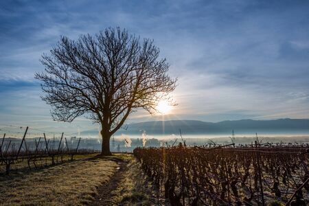 Lone tree at sunrise in a vineyardの写真素材