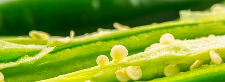 Seed from a green chili macro abstractの写真素材