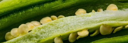 Seed from a green chili macro abstractの写真素材