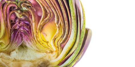Artichoke cut in half with white backgroundの写真素材
