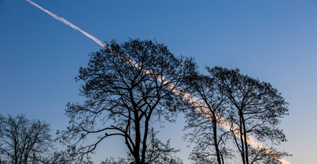 Tree and blue sky for backgroundの写真素材