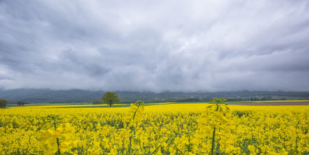 A tree and rapeseed field in rural Geneva, Switzerlandの写真素材