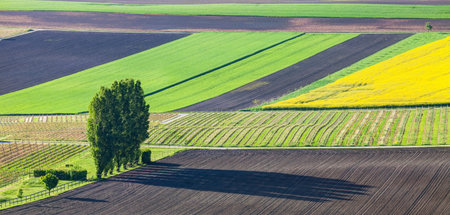 Trees and shadows at rural Swiss farmlandの写真素材