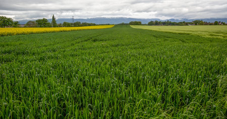 Farmland planted with rapeseed and wheat in rural Switzerland