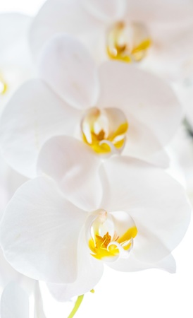 A group of white orchidsの写真素材