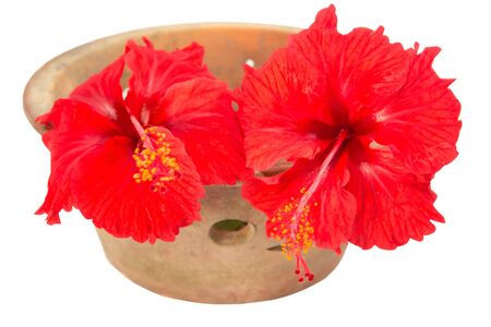 Red Hibiscus flower with white backgroundの写真素材