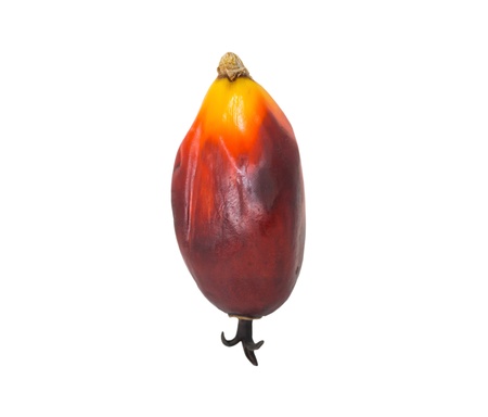 Palm oil seed over white backgroundの写真素材