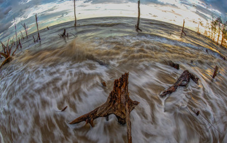Dead trees in the sea at an eroded coastal line at Kelanang beach, Malaysia at sunset の写真素材