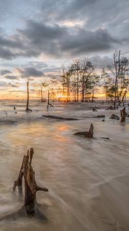 Dead trees in the sea at an eroded coastal line at Kelanang beach, Malaysia at sunset の写真素材