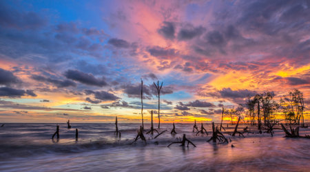 Dead trees in the sea at an eroded coastal line at Kelanang beach, Malaysia at sunset の写真素材