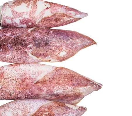 Raw squid over white background