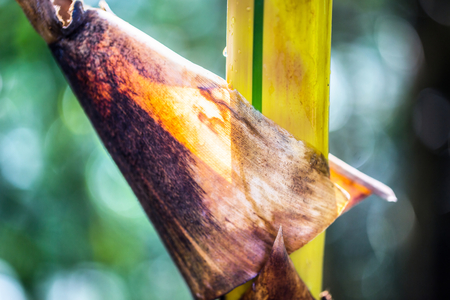 Bamboo tree in the tropical forestの写真素材